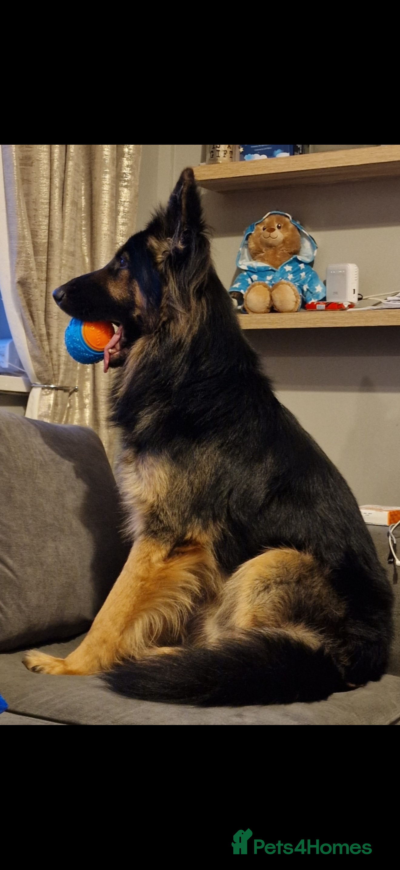 Yogi
