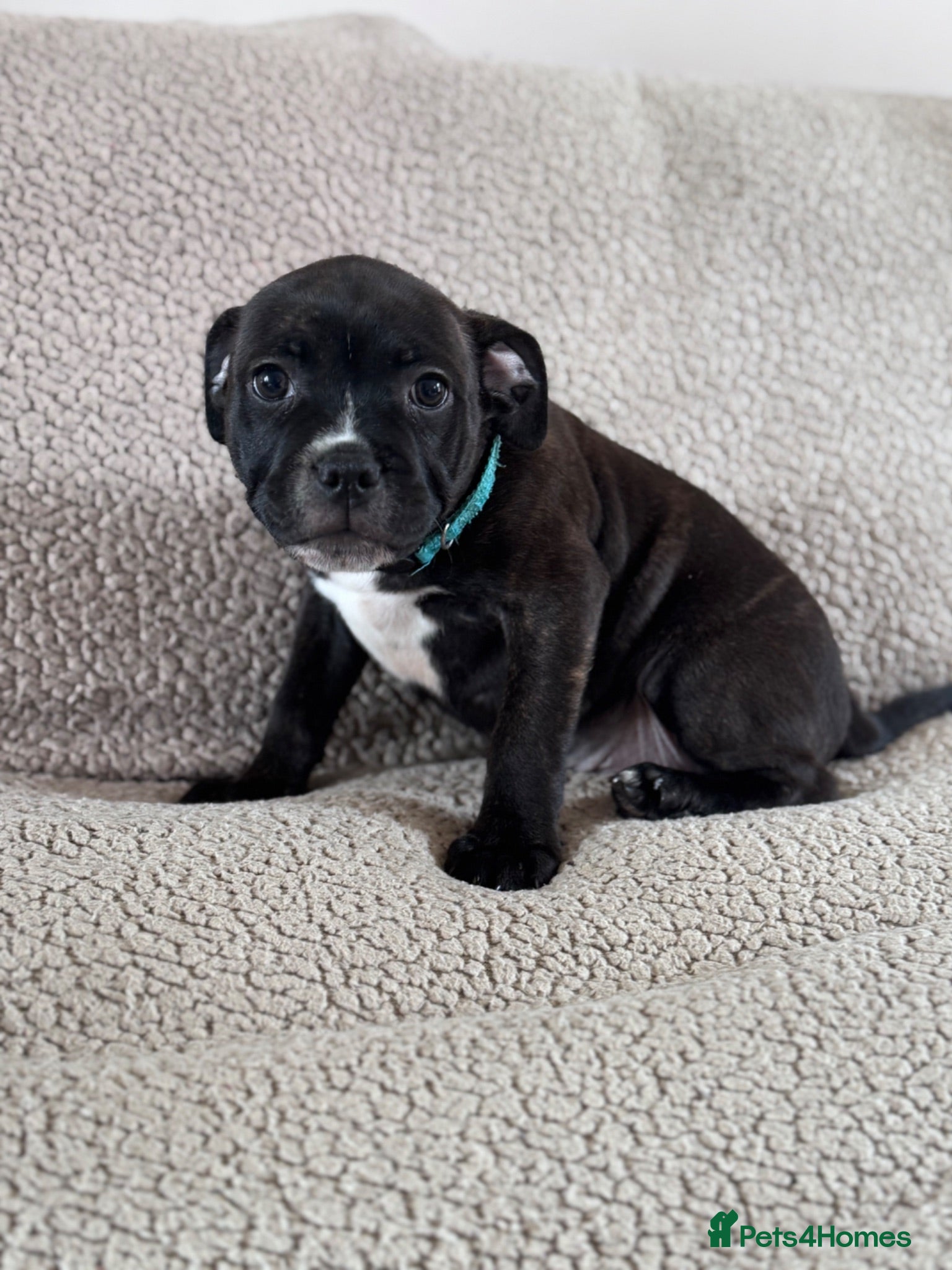 Staffordshire Bull Terrier dogs READY NOW KC Staffordshire Bull Terrier - Advert 15