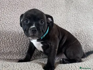 Staffordshire Bull Terrier dogs READY NOW KC Staffordshire Bull Terrier - Advert 15