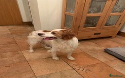 Brittany Spaniel dogs for adoption: MYRA! - Image 3
