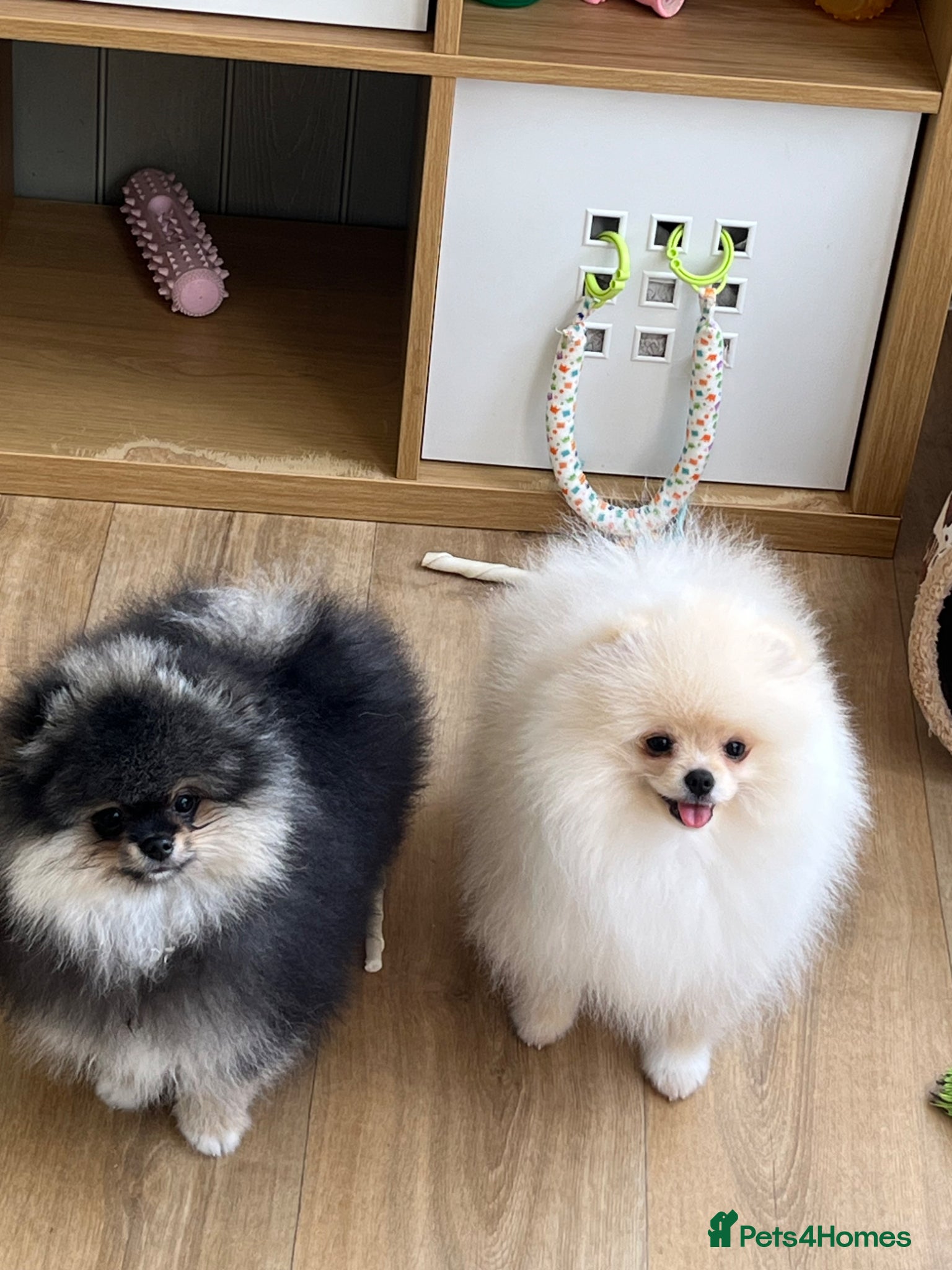 Pomeranian dogs Pom Puppies from Five Star breeder  - Advert 3