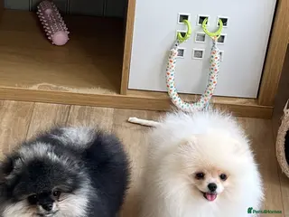 Pomeranian dogs Pom Puppies from Five Star breeder - Advert 3
