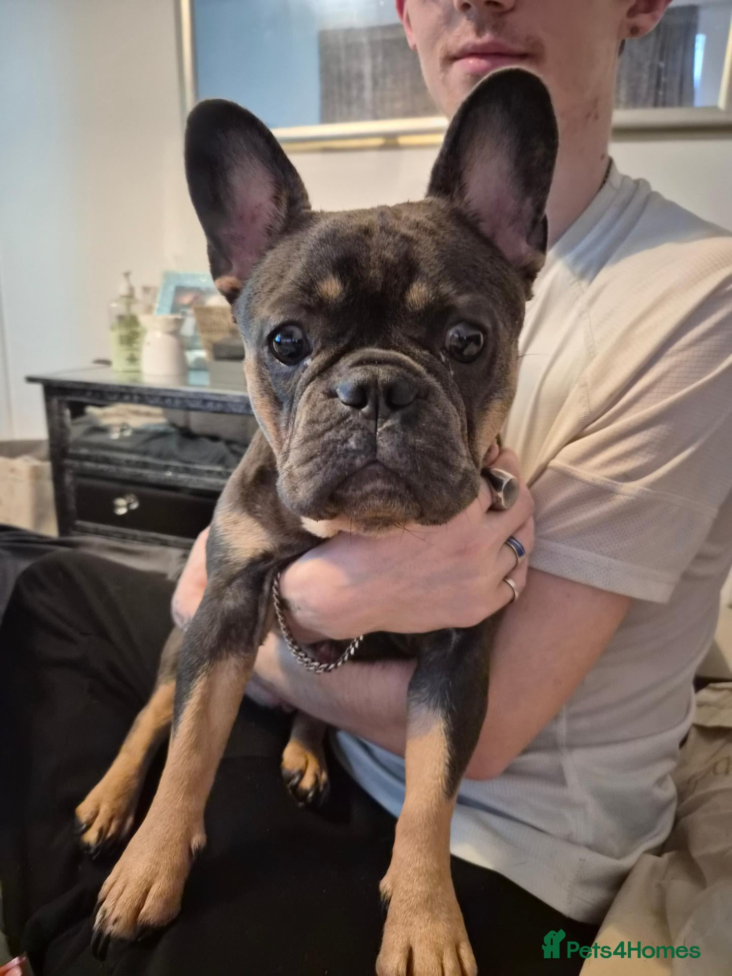 French Bulldog dogs Blue french bulldog puppies - Advert 3