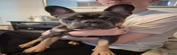 French Bulldog dogs for sale: Blue french bulldog puppies - Advert 1