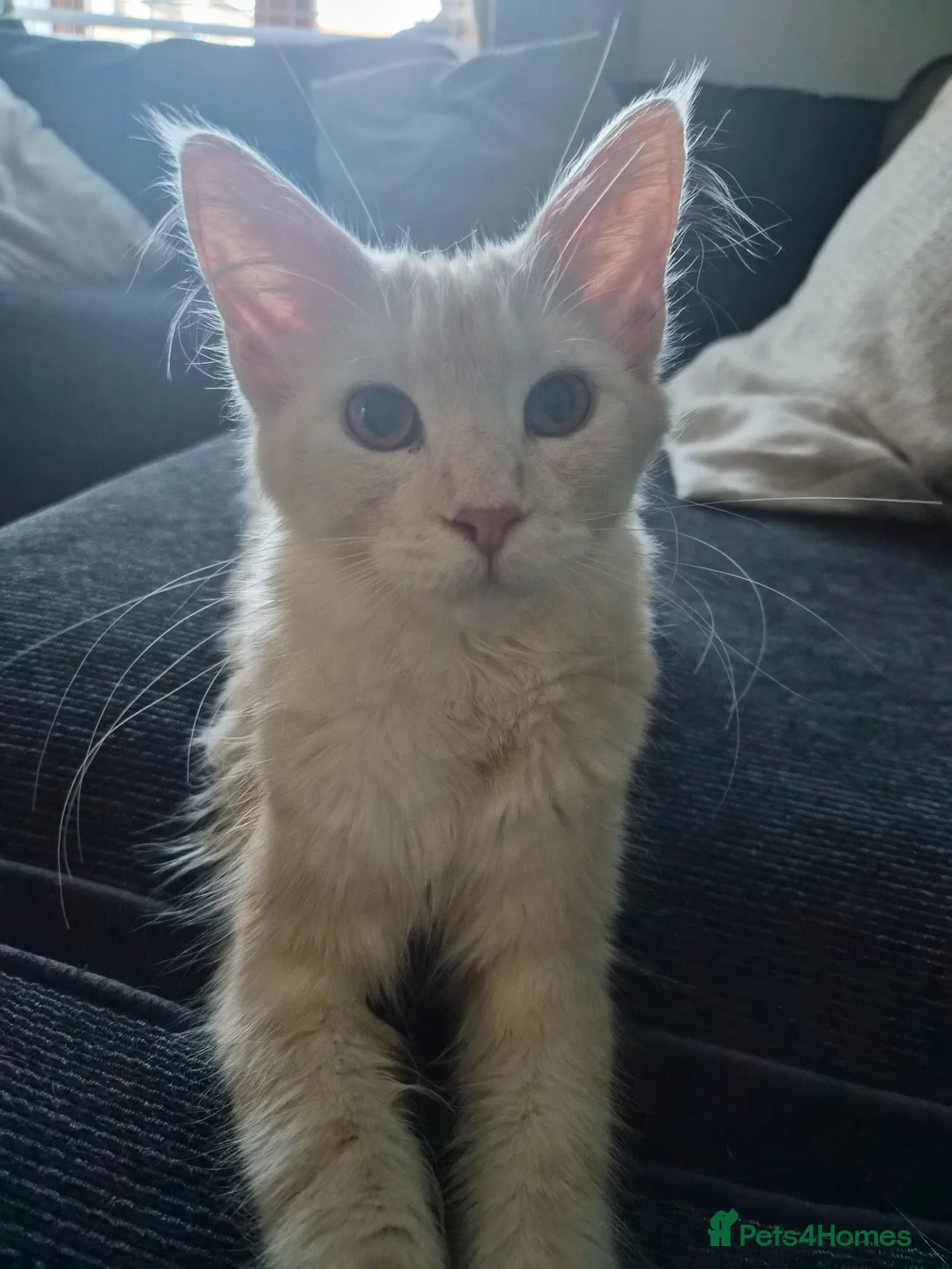 Maine Coon cats for sale: Mainecoon rehome asap - Advert 2