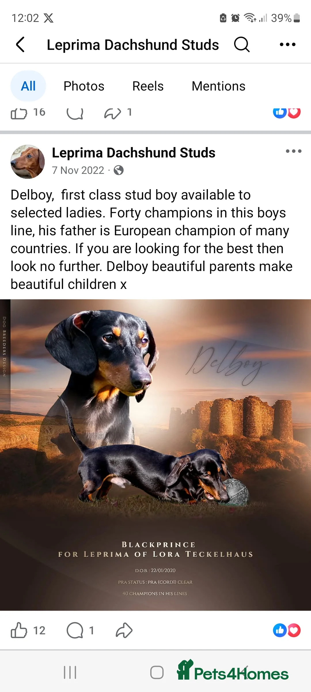 Miniature Dachshund dogs for sale: Black and Tan girl available  - Advert 10