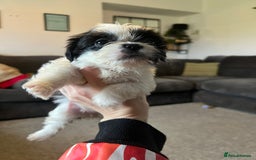 Zuchon dogs for sale: Shihzu x Bichon x Westie - Image 5