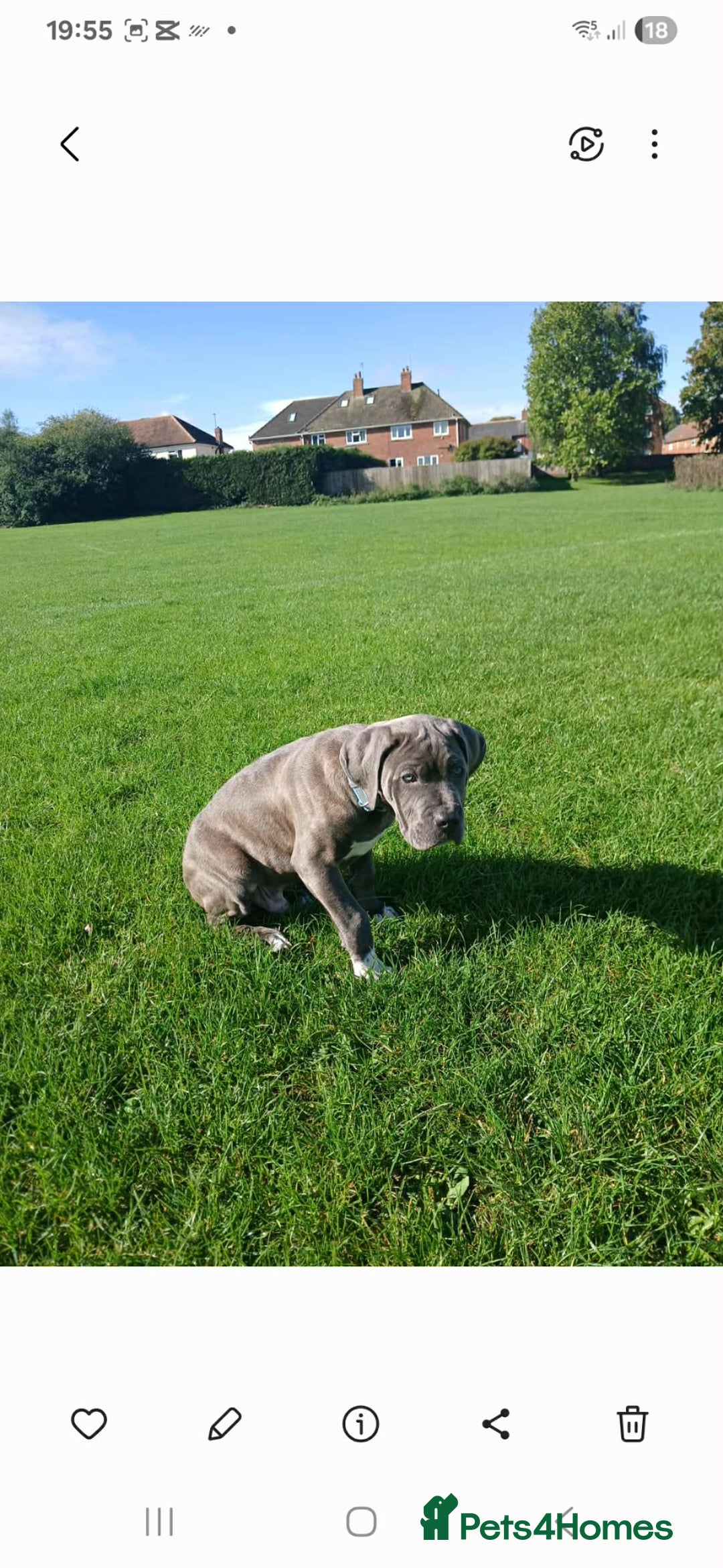 Mixed Breed dogs for sale: 5 months dog - Advert 2