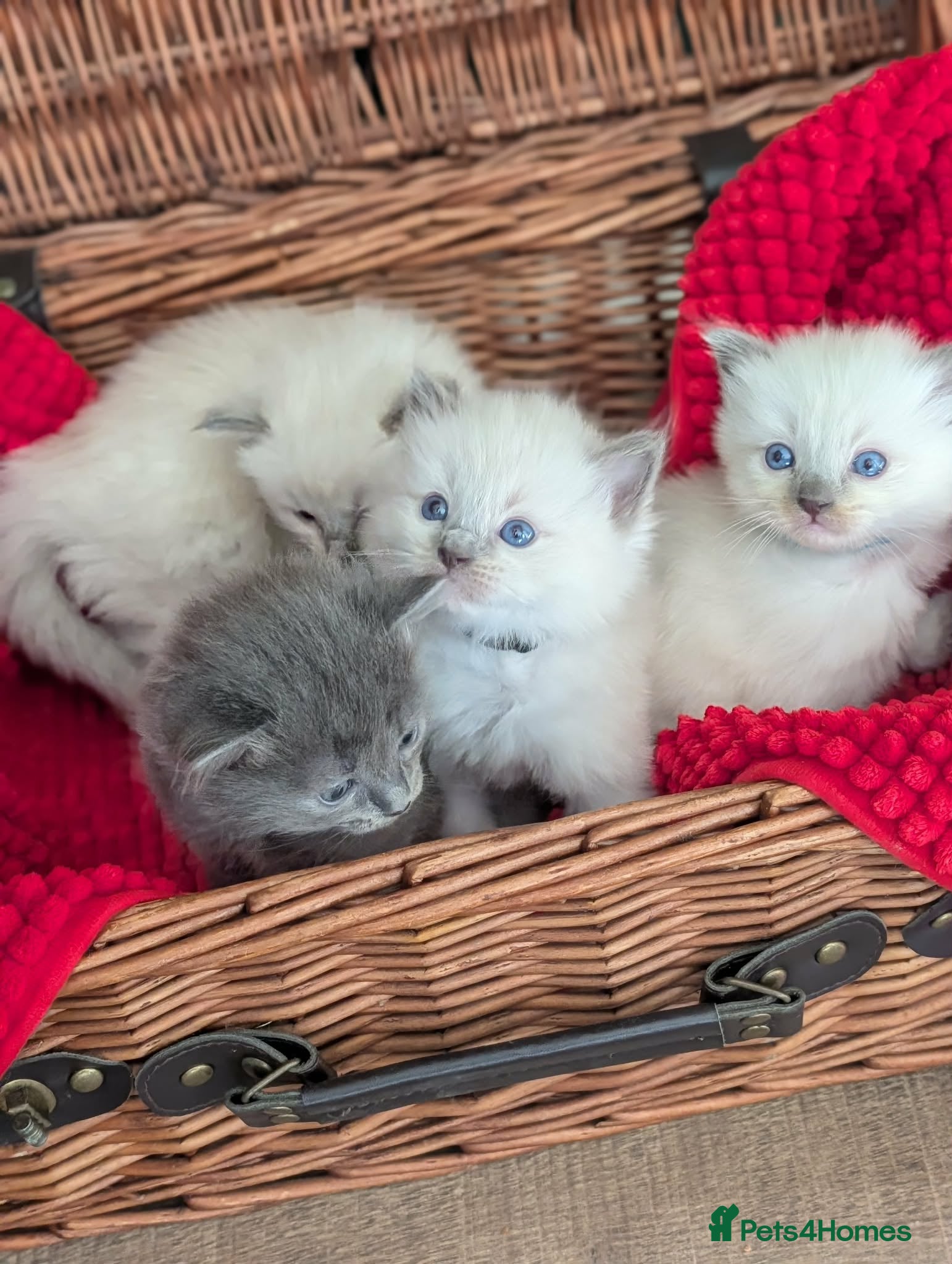 Ragdoll cats 4 beautiful Ragdoll Turkish Van kittens - Advert 6