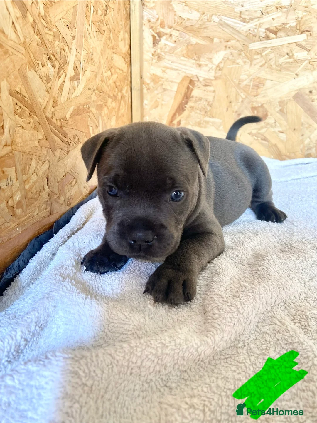Staffordshire Bull Terrier dogs for sale: Beautiful blue Staffordshire Bull Terrier Puppies  in Epsom - Advert 9