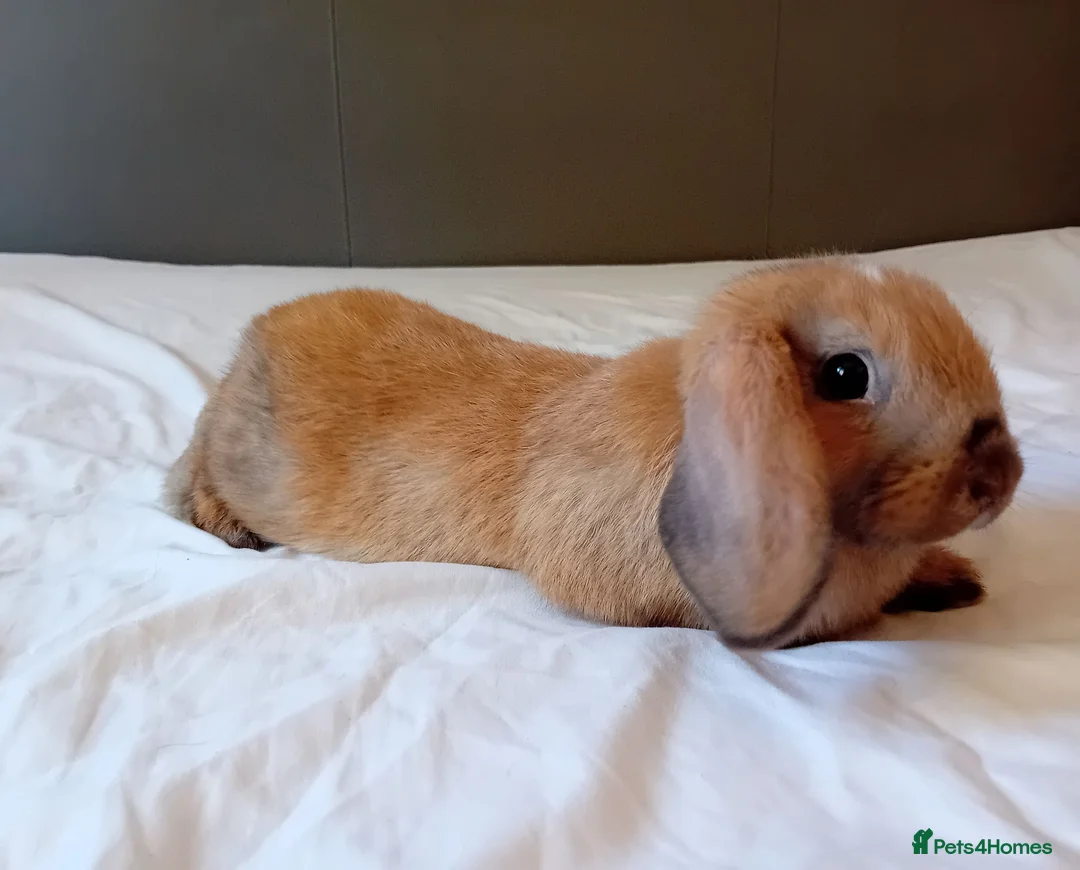 Mini Lop rabbits for sale: Female mini Lops 10 weeks  - Advert 4