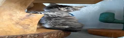 Maine Coon cats for sale: Maine Coon Kittens  - Advert 17