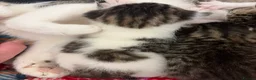 Mixed Breed cats for sale: Gorgeous Bengal cross babies  - Advert 6