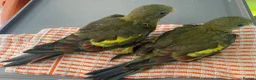 Parakeets birds for sale: Hand reared baby Rock Pebblers - Advert 5
