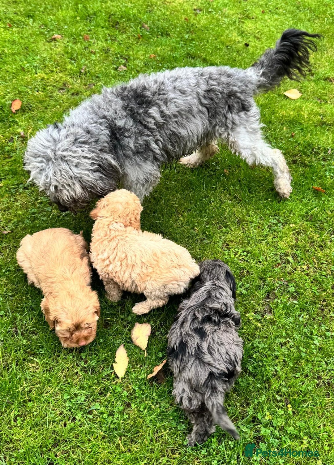 Cavapoo dogs for sale: F1b cavapoo babies - Advert 3