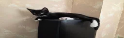 Mixed Breed cats for sale: Black and white male kitten - Advert 3