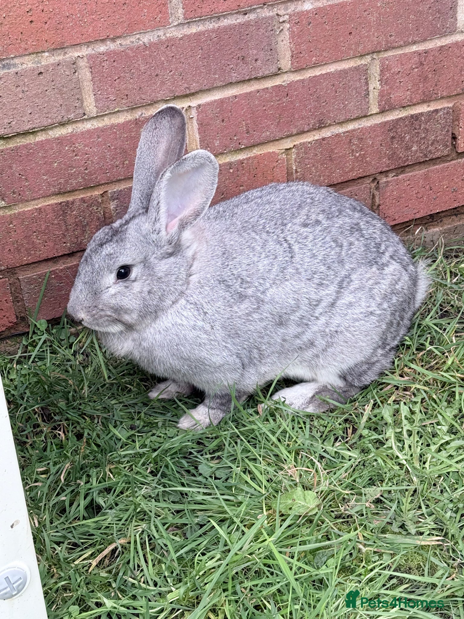 Mixed Breed rabbits Brother and Sister  - Advert 6