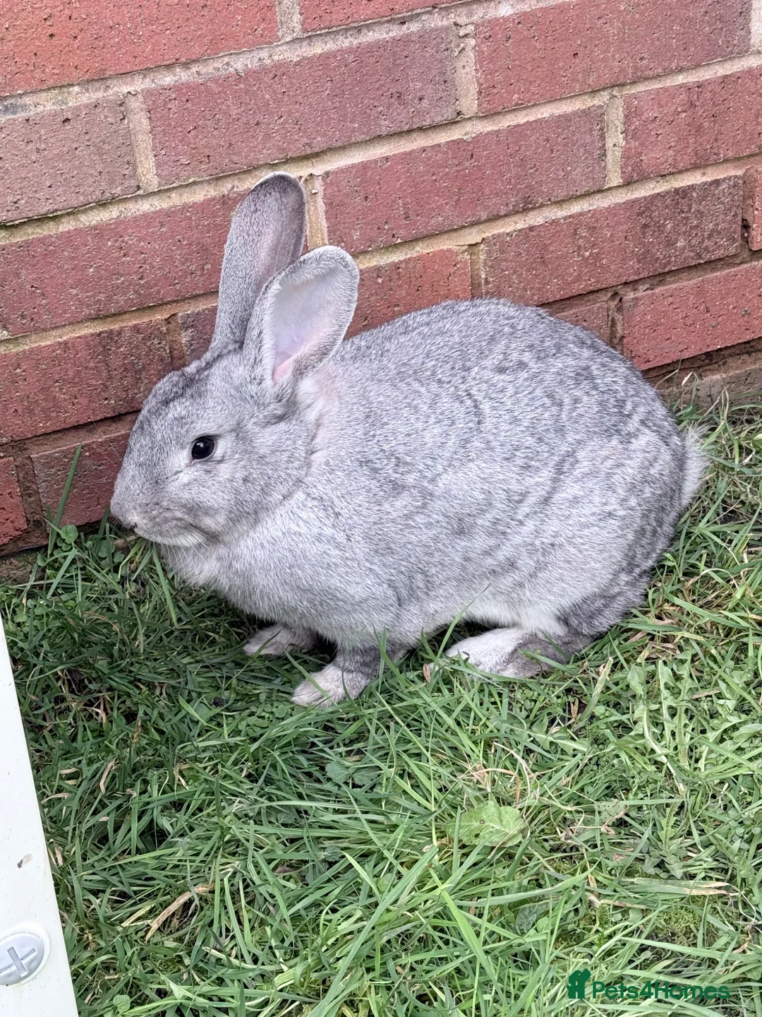 Mixed Breed rabbits for sale: Brother and Sister  - Advert 1