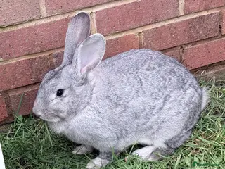Mixed Breed rabbits Brother and Sister - Advert 2