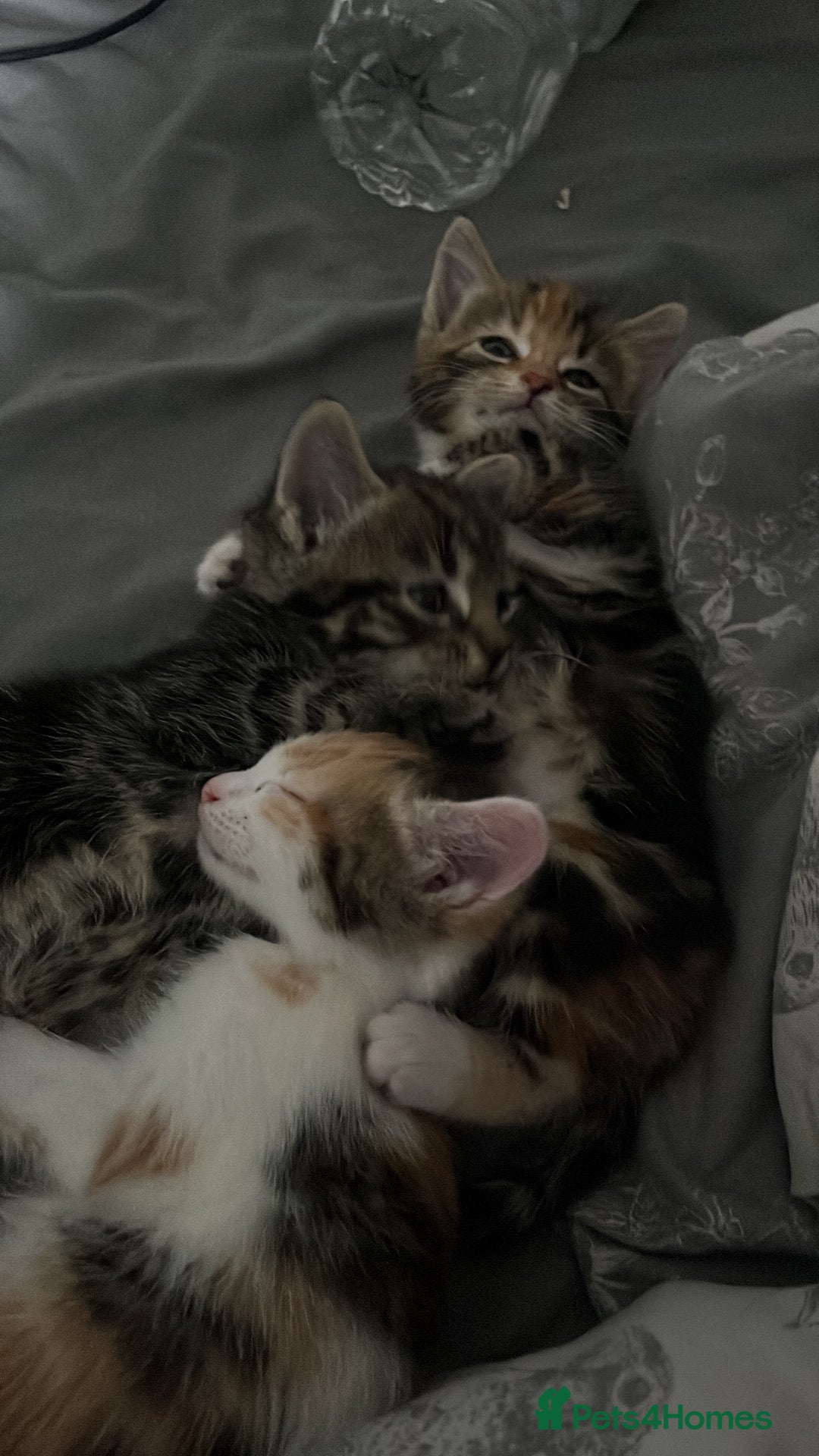 Mixed Breed cats 2 beautiful mixed breed kittens. - Advert 2