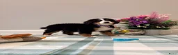 Bernese Mountain Dog dogs for sale: KC Registered Bernese mountain pups  - Advert 6