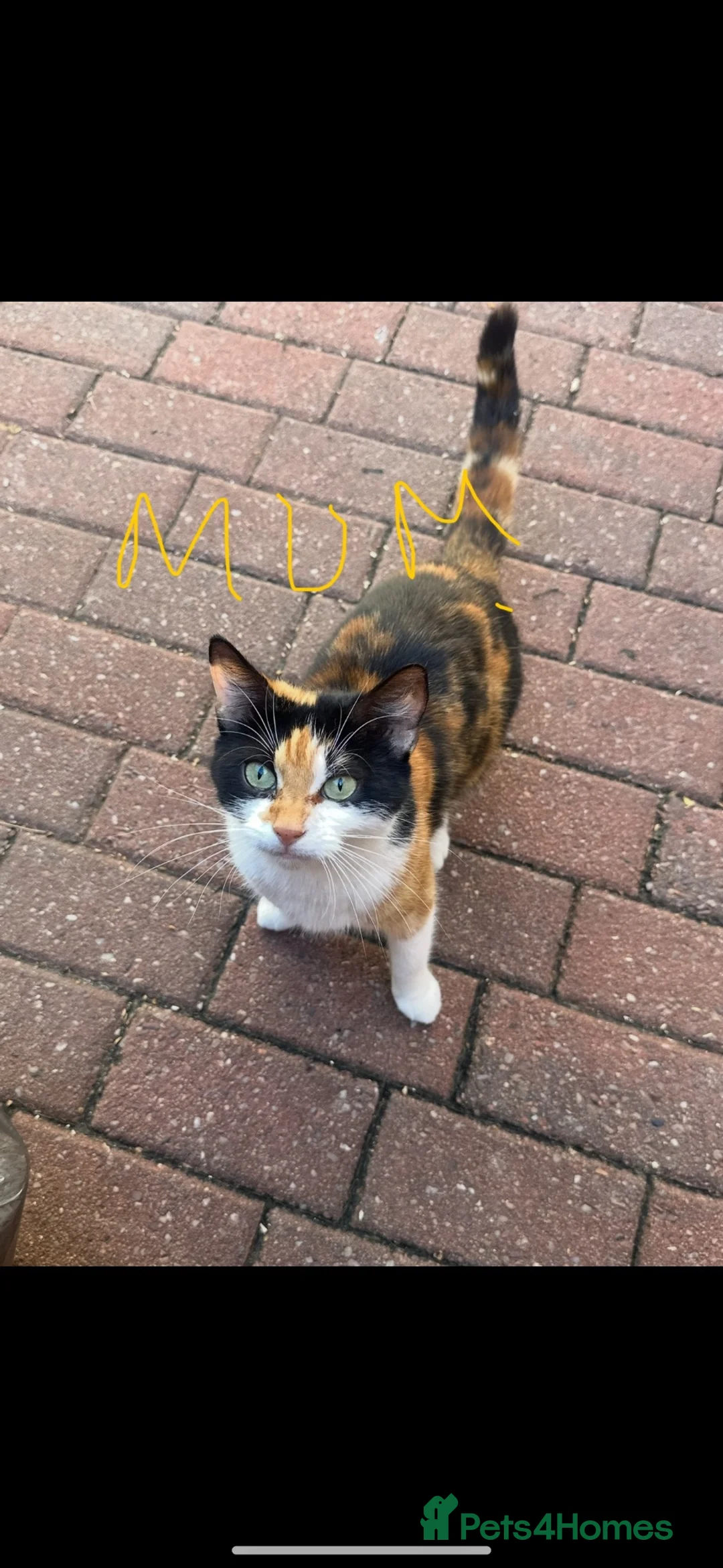 Mixed Breed cats for sale: Beautiful Mixed Kitten - Advert 1
