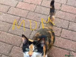 Mixed Breed cats Beautiful Mixed Kitten - Advert 1
