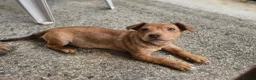 Mixed Breed dogs for adoption: Arnie - Adorable small breed cross  - Advert 11