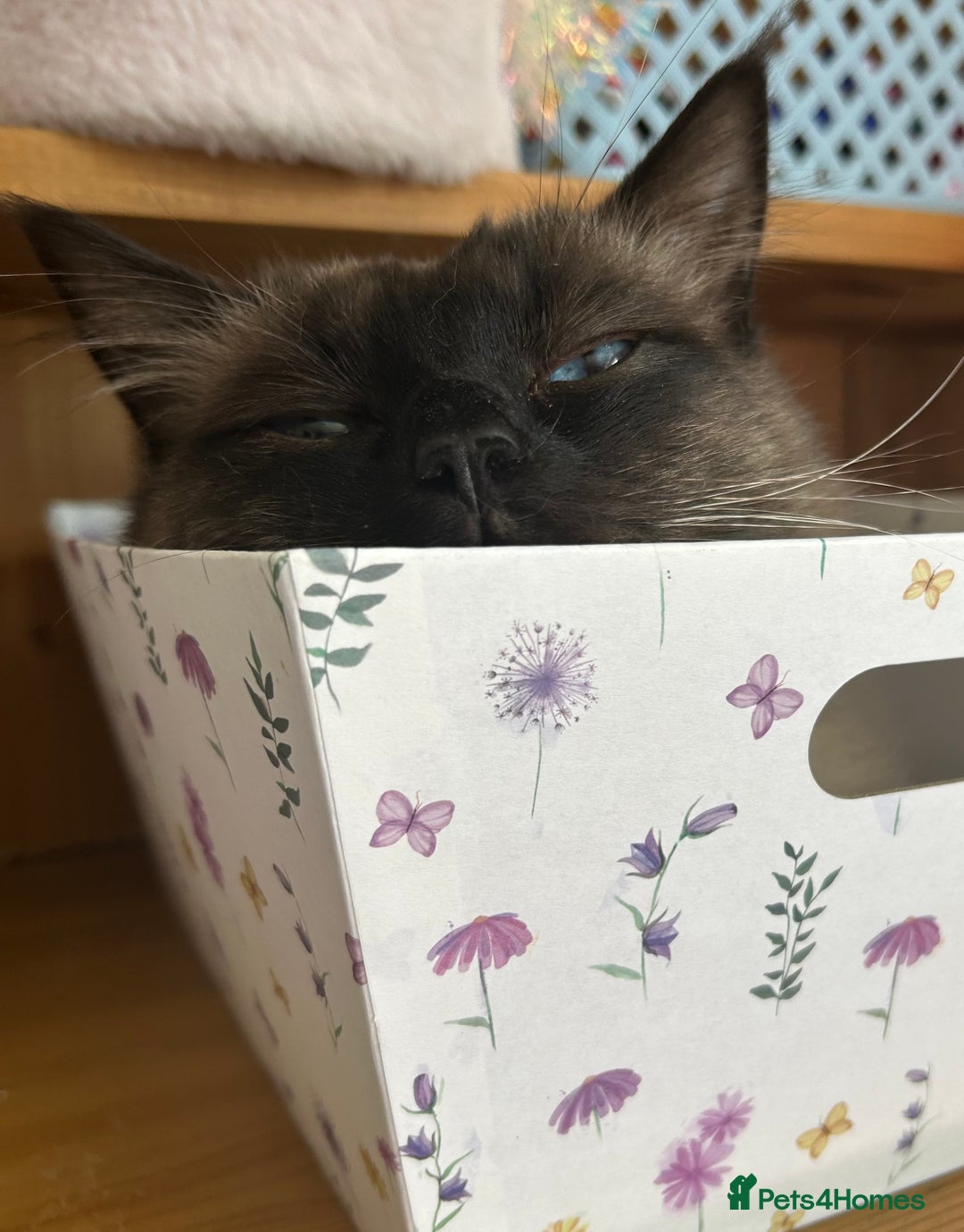 Ragdoll cats for sale: Ragdoll - Image 2