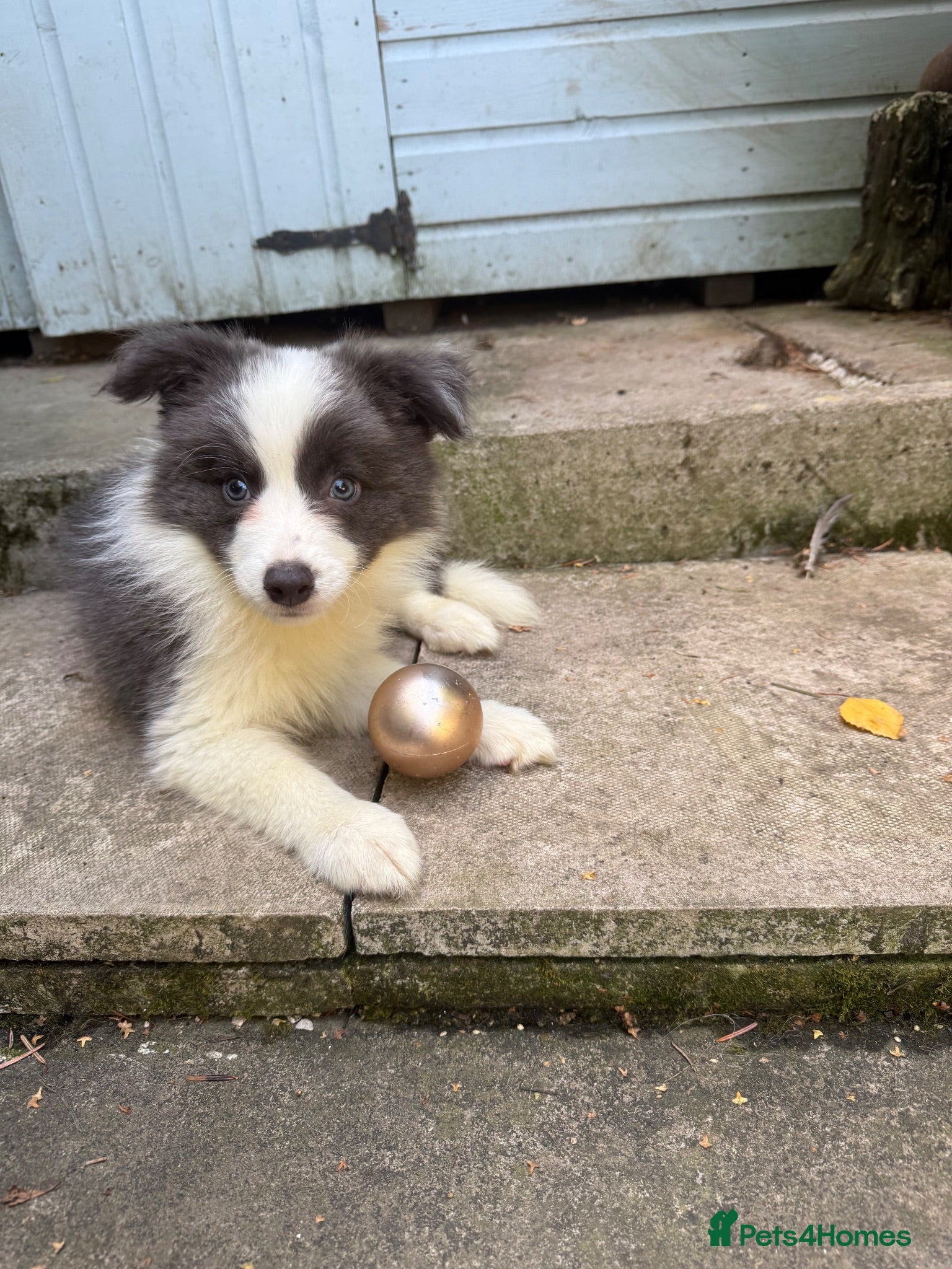 Border Collie dogs 4 Border Collie puppies - Advert 1