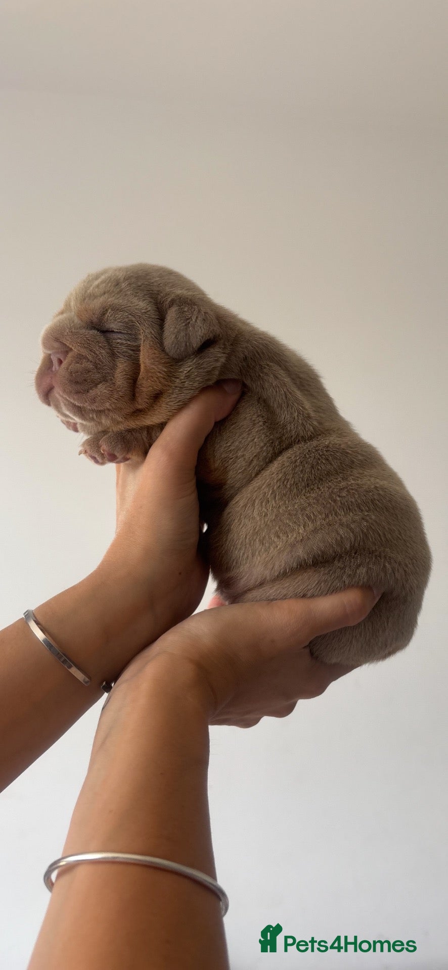 English Bulldog dogs *** QUALITY ENGLISH BULLDOG’s *** - Advert 2
