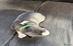 Siberian Husky dogs for sale: Husky puppies for sale - Image 17