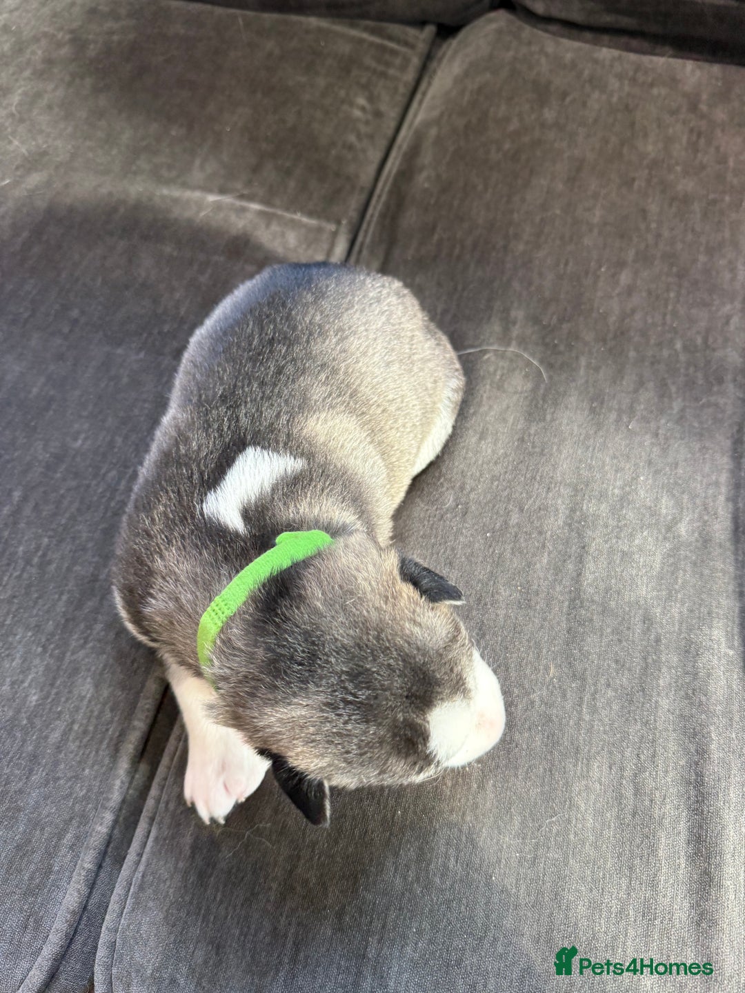Siberian Husky dogs for sale: Husky puppies for sale - Image 17