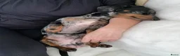 Dachshund dogs for adoption: 💔 VERY SPECIAL HUMAN NEEDED 💔 🙏 - Advert 1