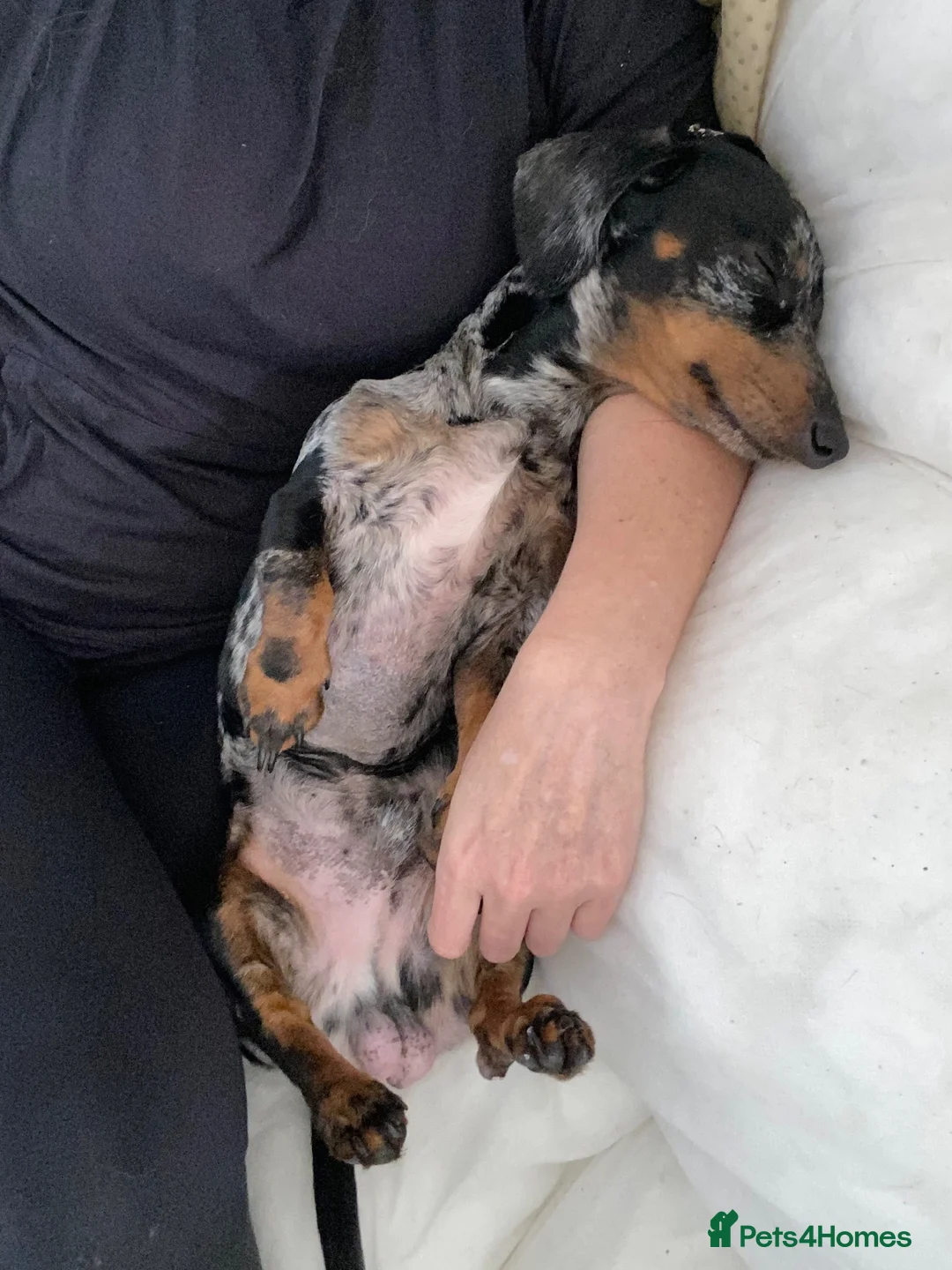 Dachshund dogs for adoption: 💔 VERY SPECIAL HUMAN NEEDED 💔 🙏 - Advert 1