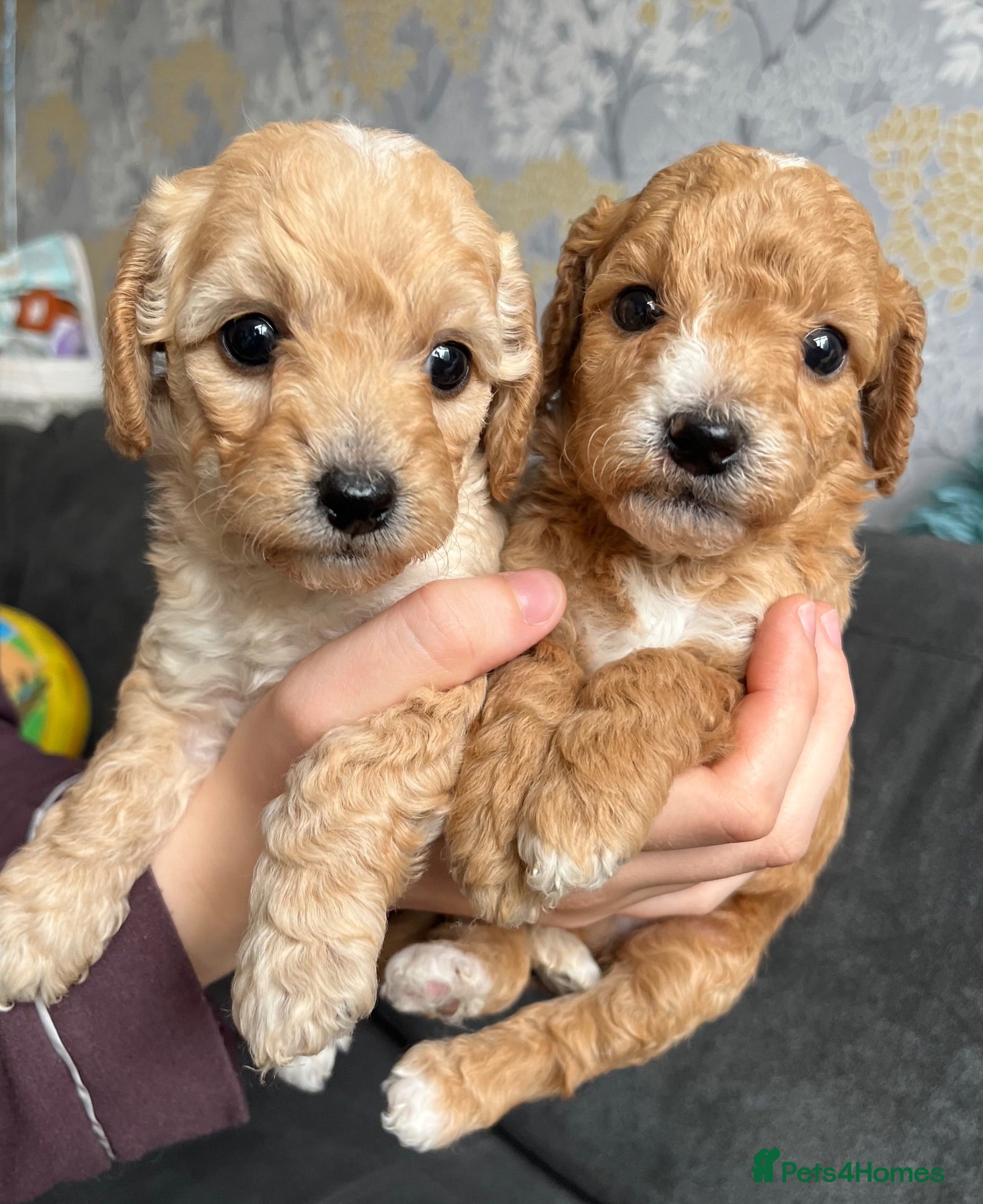 Mixed Breed dogs Cavapoochon puppies - Advert 1