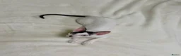 Cornish Rex cats for sale: Cornish Rex Kittens – Ready for Loving Homes - Advert 11