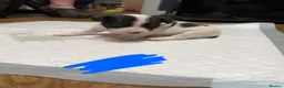 Jack Russell dogs for sale: Gorgeous Jack Russell Puppies – 2 Boys & 3 Girls  in Kirkcaldy - Advert 2