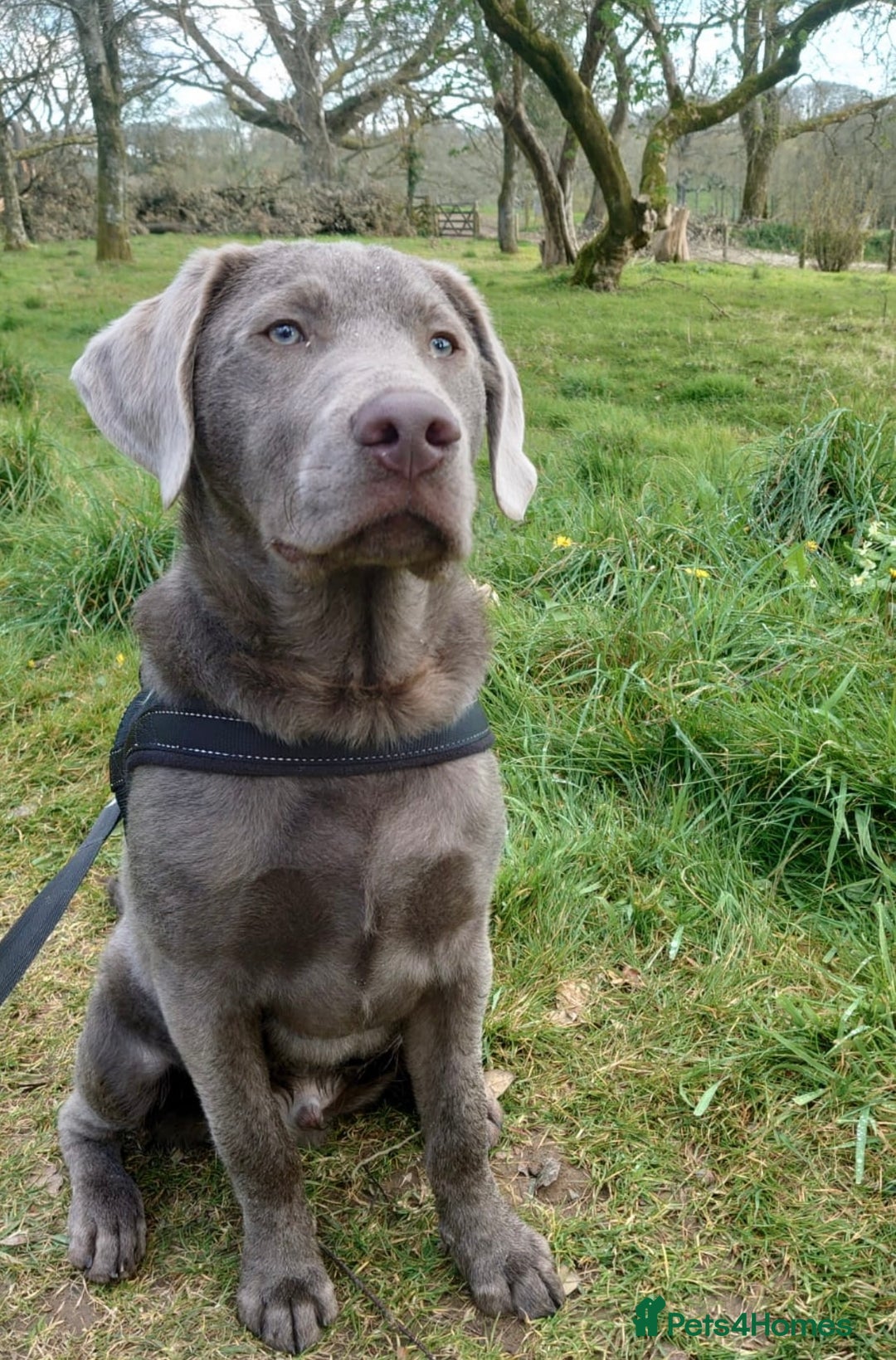 Labrador Retriever dogs for stud: Silver Labrador stud in Ware - Advert 2