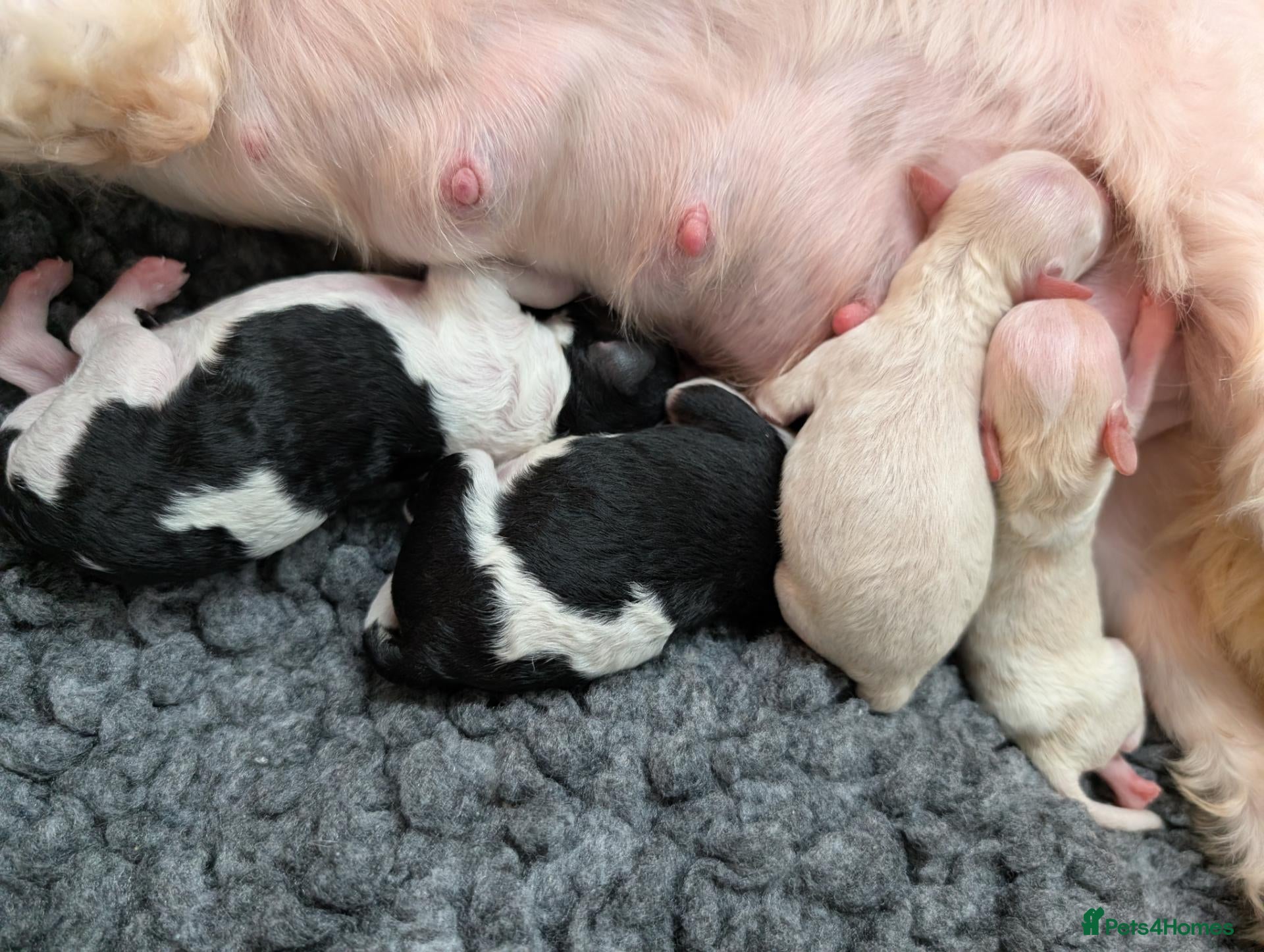 Cavapoo dogs for sale: Stunning Markings F1B Toy Cavapoo puppies  - Advert 9