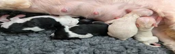 Cavapoo dogs for sale: Stunning Markings F1B Toy Cavapoo puppies  - Advert 3