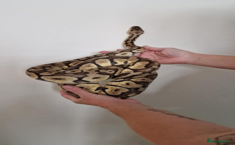 Python Snake reptiles - Advert 8
