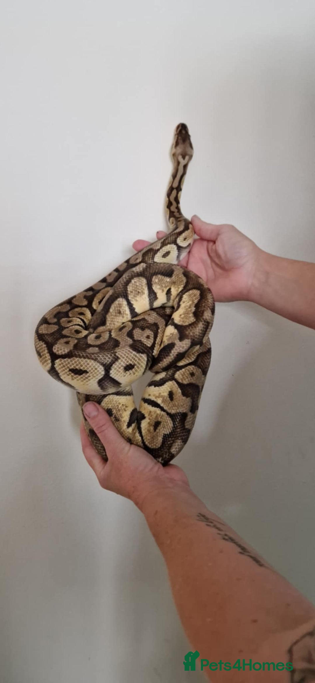 Python Snake reptiles for sale: Beautiful male royal python  - Image 1