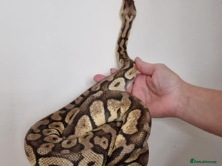 Python Snake reptiles - Advert 4