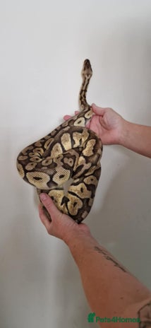 Python Snake reptiles - Advert 3