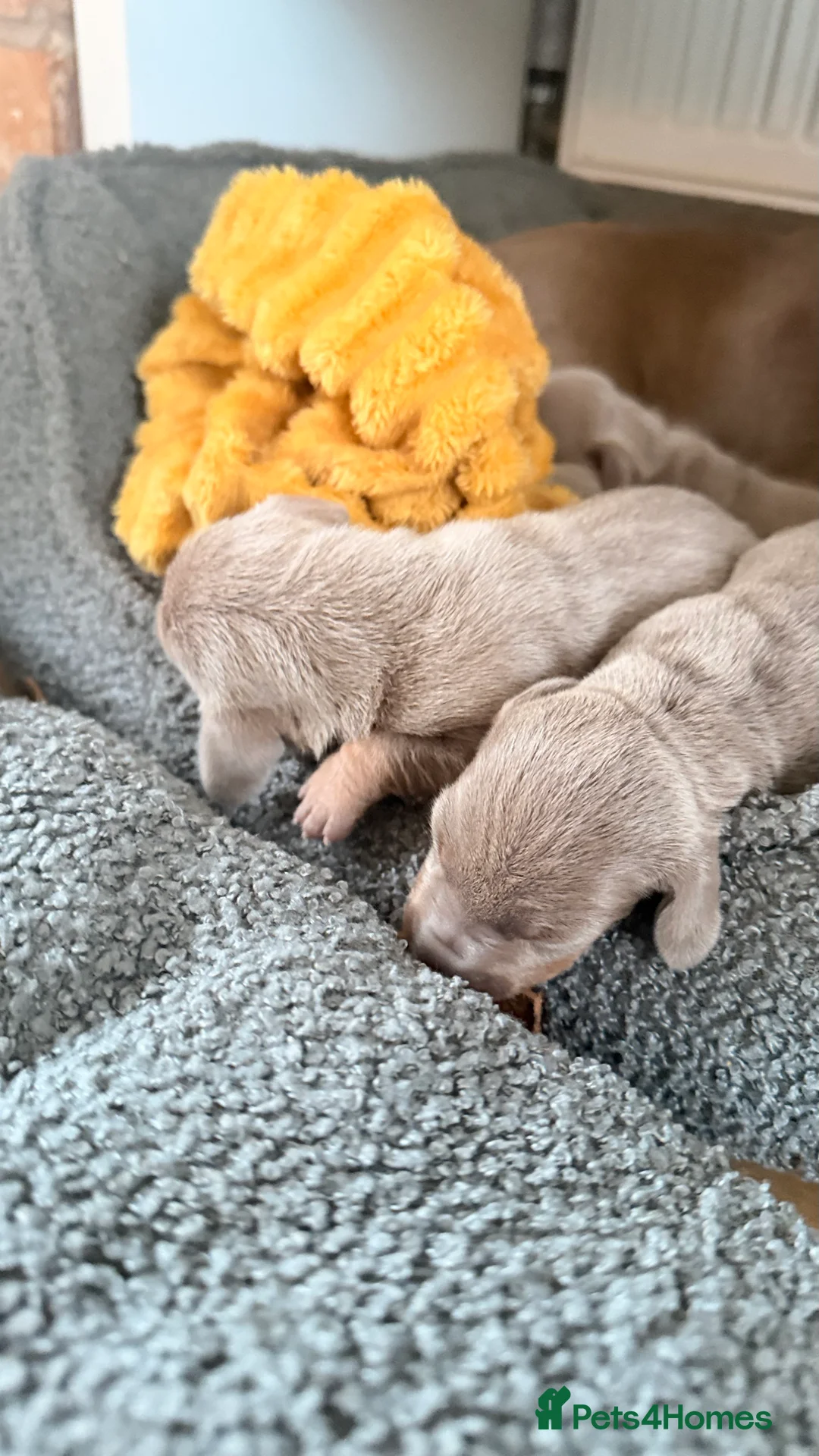 Miniature Dachshund dogs for sale: KC registered miniature dachshund  - Advert 5