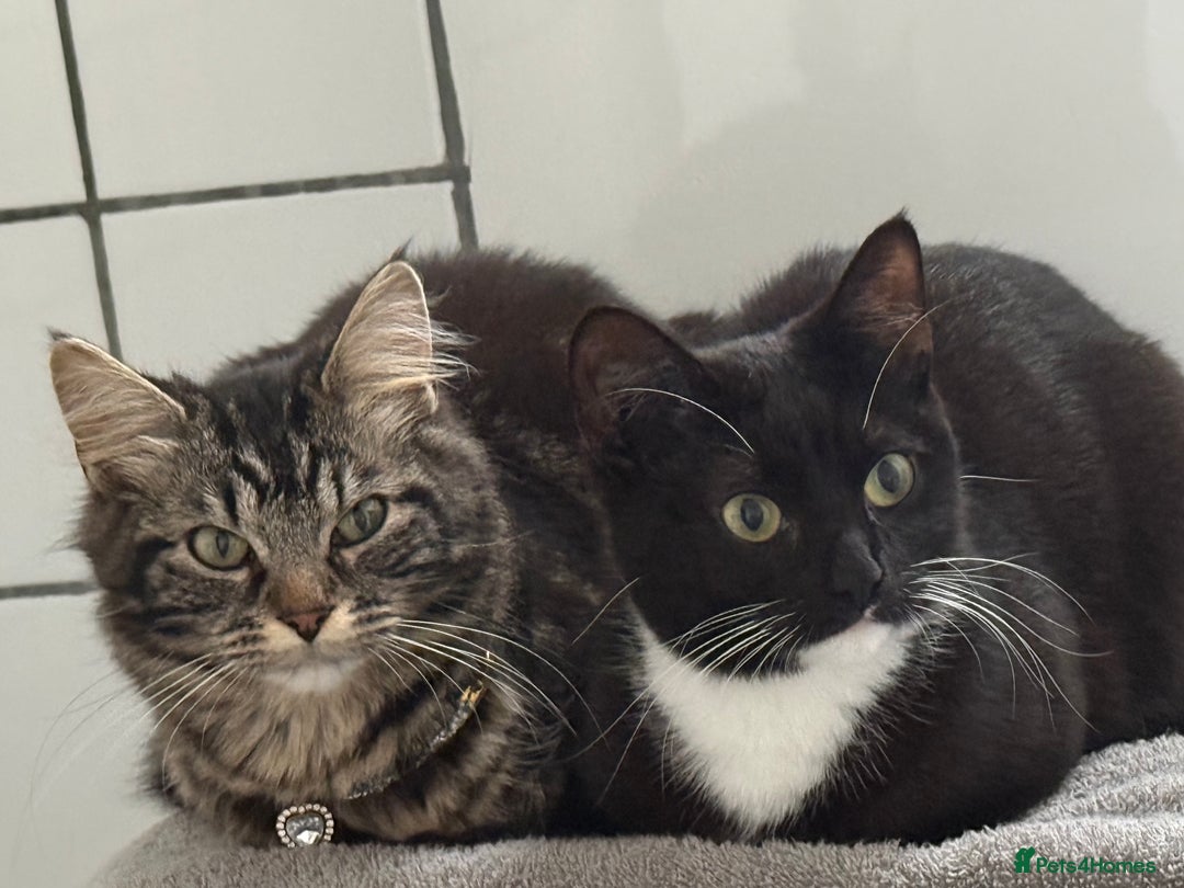 Domestic Shorthair cats for sale: Pretty little tuxedo and cutest little tabby - Image 5