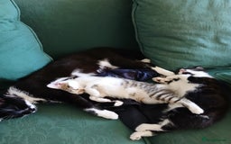 Mixed Breed cats for sale: Two kittens available  - Image 7