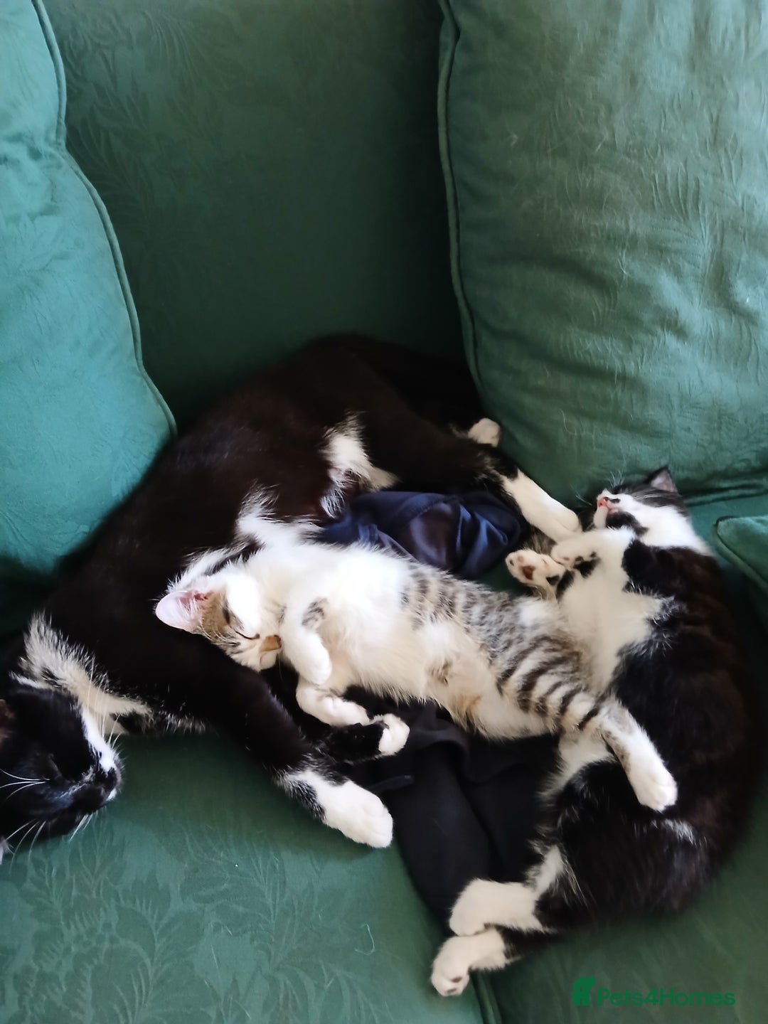 Mixed Breed cats for sale: Two kittens available  - Image 7
