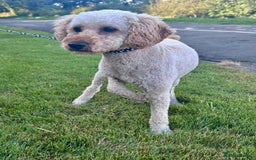 Cockapoo dogs for sale: Five Beautiful Cockerpoo Puppies  - Image 23